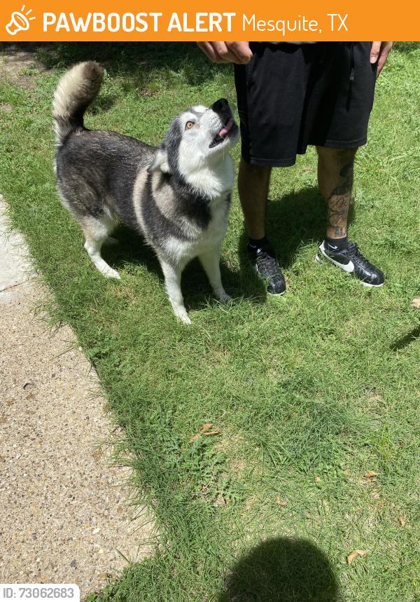 Found/Stray Male Dog last seen Towneast/military, Mesquite, TX 75149