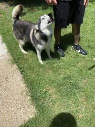 Found/Stray Male Dog last seen Towneast/military, Mesquite, TX 75149