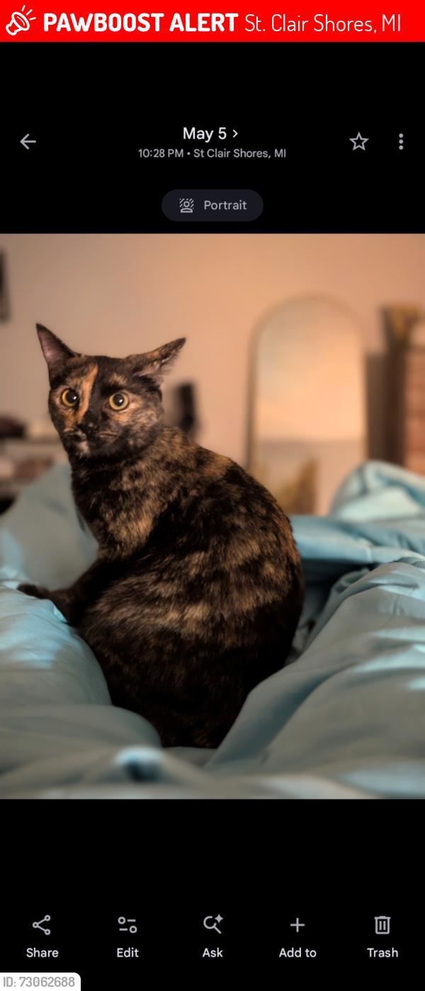 Lost Female Cat last seen Marter & Jefferson, St. Clair Shores, MI 48080