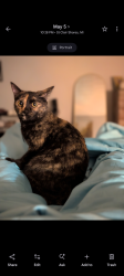 Lost Female Cat last seen Marter & Jefferson, St. Clair Shores, MI 48080