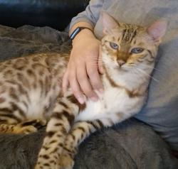 Reunited Male Cat last seen Unknown, Greater London, England TW3