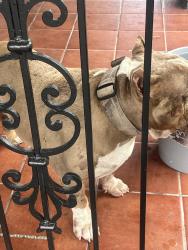 Found/Stray Male Dog last seen Location, Miami, FL 33176