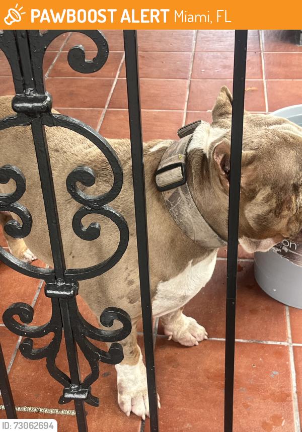 Found/Stray Male Dog last seen Location, Miami, FL 33176