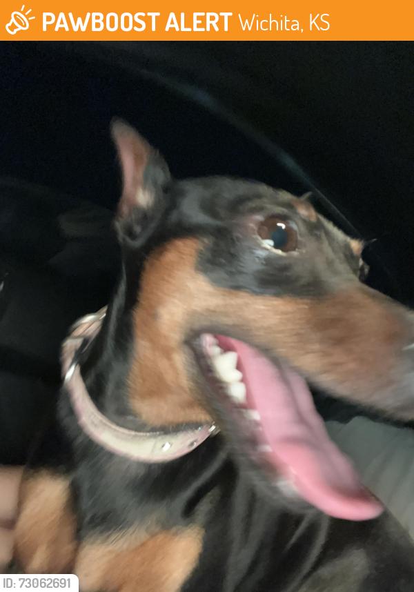 Found/Stray Female Dog last seen North arkansss, Wichita, KS 67204