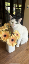 Lost Female Cat last seen Bedford dr, Camarillo, CA 93010