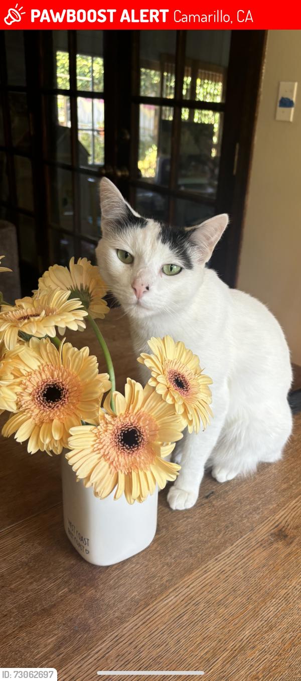 Lost Female Cat last seen Bedford dr, Camarillo, CA 93010