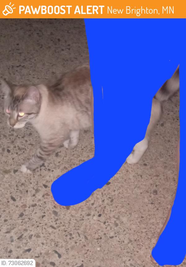 Found/Stray Unknown Cat last seen Long lake road, New Brighton, MN 55112