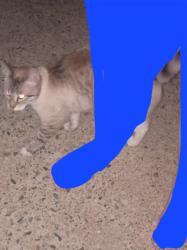 Found/Stray Unknown Cat last seen Long lake road, New Brighton, MN 55112