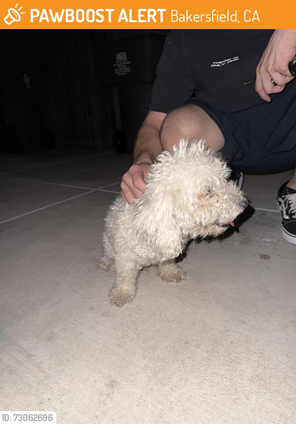 Found/Stray Male Dog last seen Monitor and berkshire, Bakersfield, CA 93307