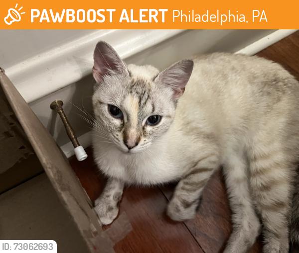 Found/Stray Female Cat last seen Near St. Joes University, Bala Cynwyd, PA 19004
