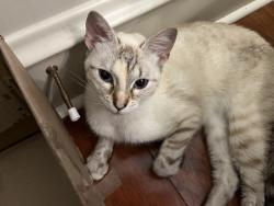 Found/Stray Female Cat last seen Near St. Joes University, Bala Cynwyd, PA 19004