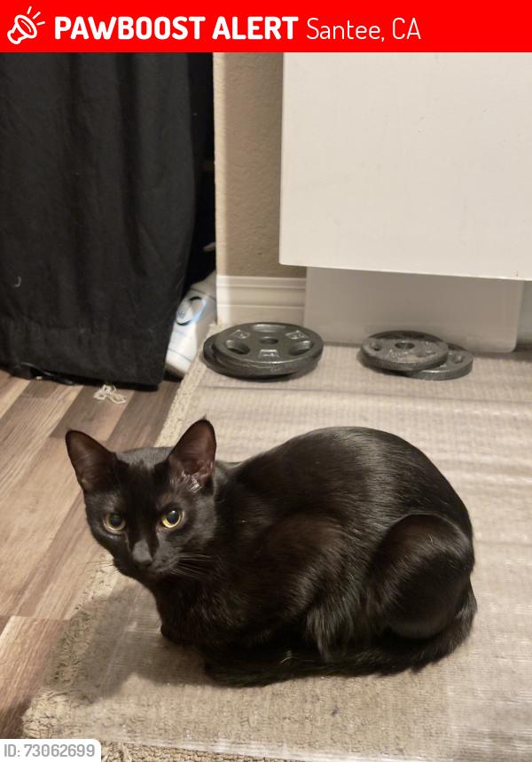 Lost Female Cat last seen Carlton Oaks Dr and Wehthersfeild Rd, Santee, CA 92071