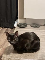 Lost Female Cat last seen Carlton Oaks Dr and Wehthersfeild Rd, Santee, CA 92071