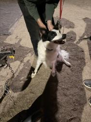 Reunited Unknown Dog last seen Brahmall Park, San Jose, CA 95150