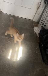 Reunited Male Cat last seen West 13th and summit , Sioux Falls, SD 57104