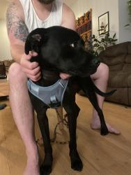 Reunited Male Dog last seen Queen way and 4th street, Sparks, NV 89431