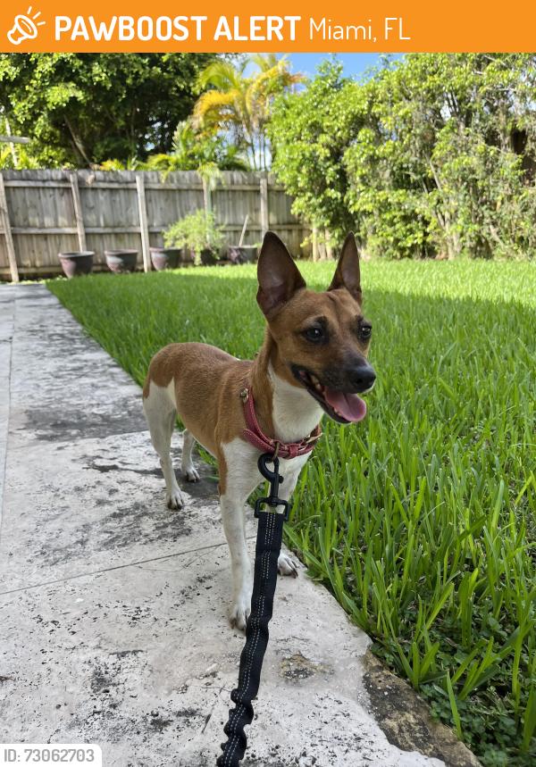Found/Stray Female Dog last seen HCA hosp Kendall, Miami, FL 33175