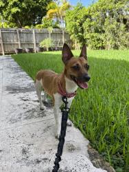 Found/Stray Female Dog last seen HCA hosp Kendall, Miami, FL 33175