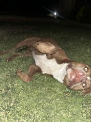 Found/Stray Male Dog last seen rodman st, Horizon City, TX 79928