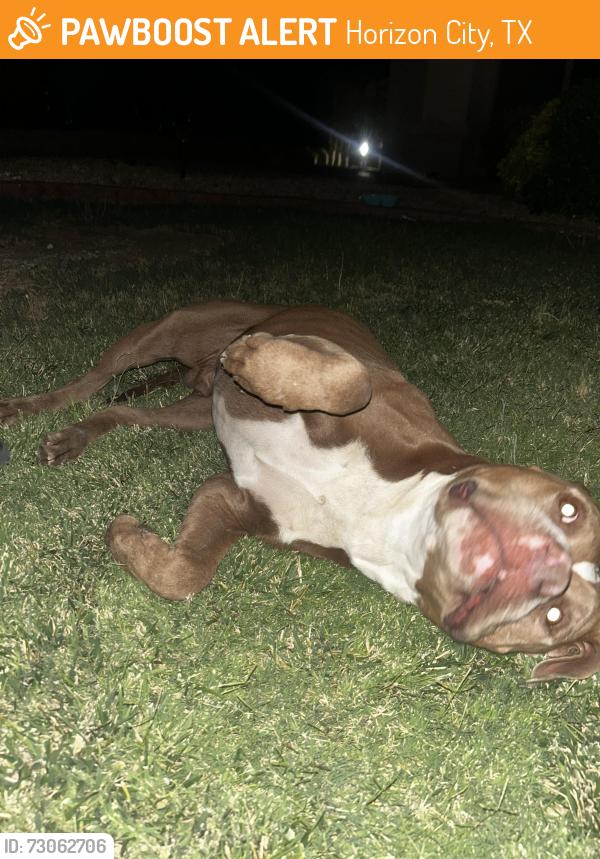 Found/Stray Male Dog last seen rodman st, Horizon City, TX 79928