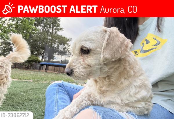 Lost Female Dog last seen near side creek park, Aurora, CO 80017