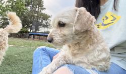 Lost Female Dog last seen near side creek park, Aurora, CO 80017
