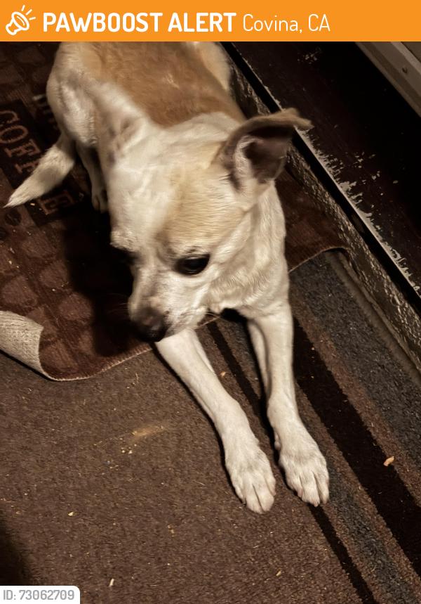 Found/Stray Unknown Dog last seen Lark Ellen & Devanah , Covina, CA 91722