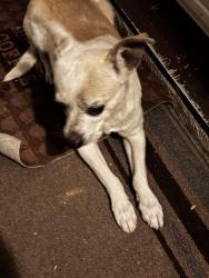 Found/Stray Unknown Dog last seen Lark Ellen & Devanah , Covina, CA 91722