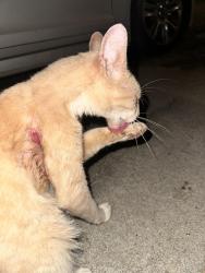 Reunited Unknown Cat last seen County line and Dawson ave, Spring Hill, FL 34606