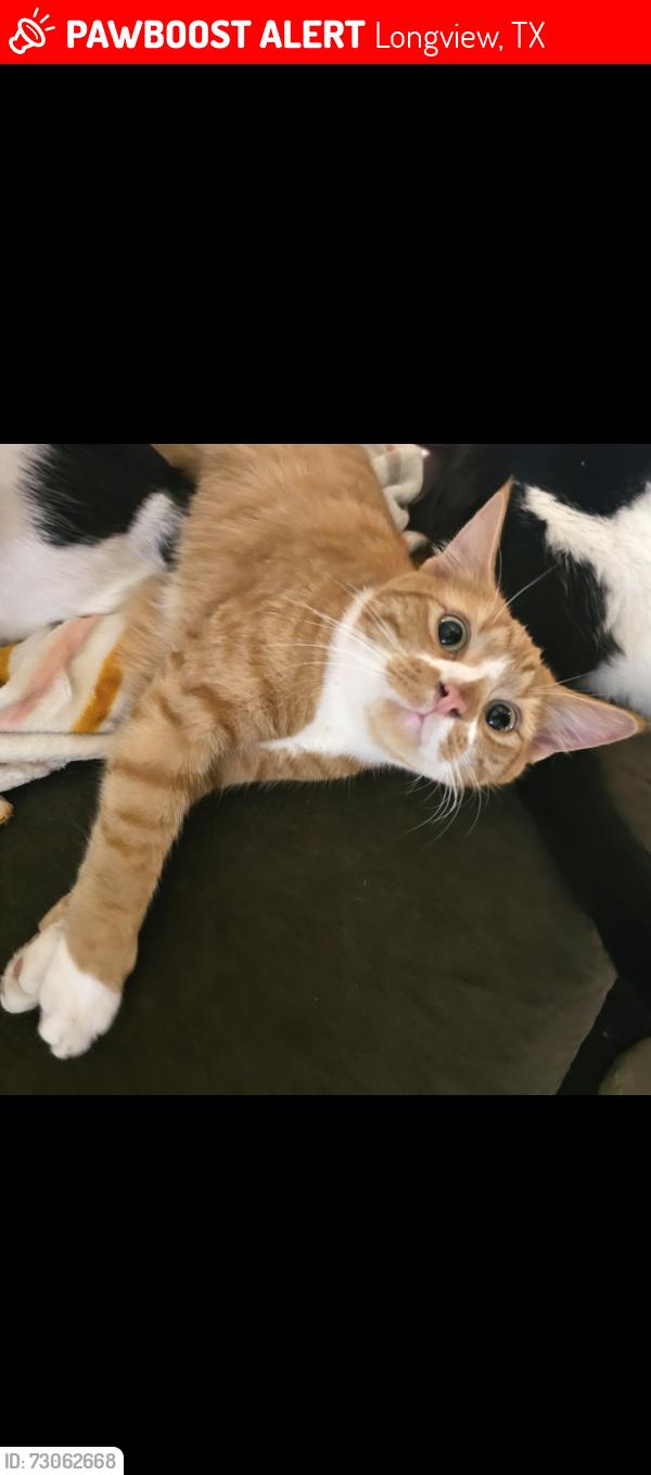 Lost Female Cat last seen Timberline dr and fairway dr, Longview, TX 75604