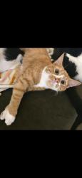 Lost Female Cat last seen Timberline dr and fairway dr, Longview, TX 75604