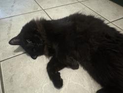 Found/Stray Unknown Cat last seen Summit Ave & Montgomery St, Jersey City, NJ 07306