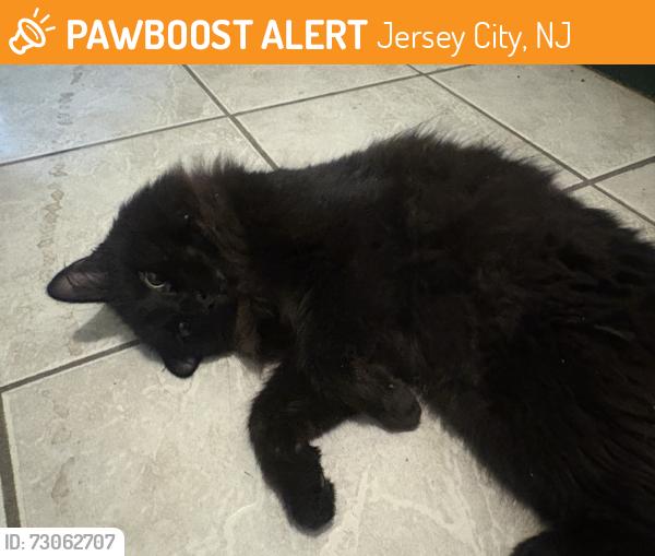 Found/Stray Unknown Cat last seen Summit Ave & Montgomery St, Jersey City, NJ 07306