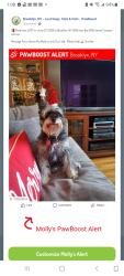 Lost Female Dog last seen Near Bay 20th street  Crospey avenue , Brooklyn, NY 11214