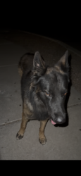 Reunited Male Dog last seen Los reales & Brackenbury, Pima County, AZ 85735