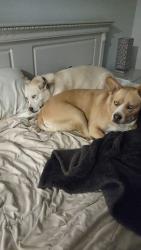 Lost Female Dog last seen Kenwood drive , Spring Valley , 91977 , Spring Valley, CA 91977