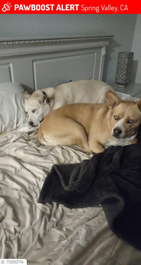 Lost Female Dog last seen Kenwood drive , Spring Valley , 91977 , Spring Valley, CA 91977