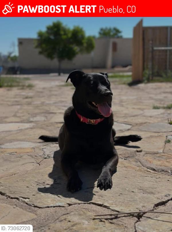 Lost Female Dog last seen Fireweed/ravine, Pueblo, CO 81001