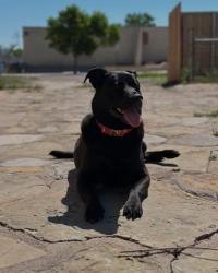 Lost Female Dog last seen Fireweed/ravine, Pueblo, CO 81001