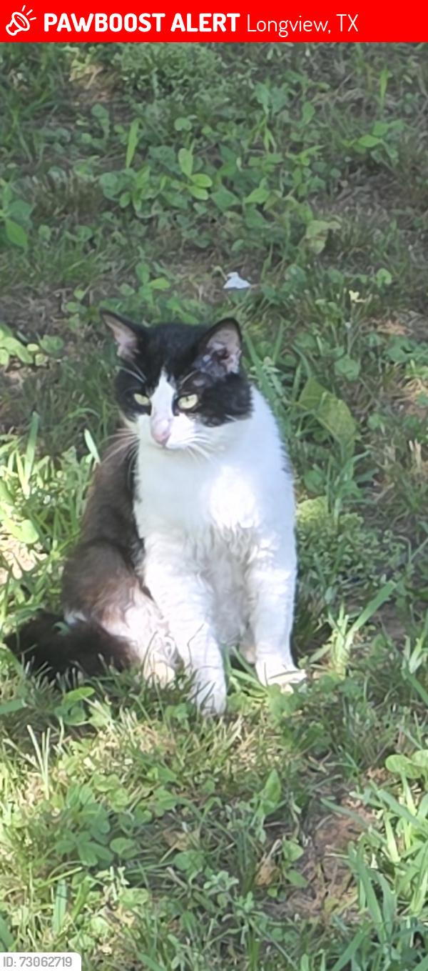 Lost Male Cat last seen Timberline dr and fairway dr, Longview, TX 75604