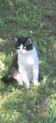 Lost Male Cat last seen Timberline dr and fairway dr, Longview, TX 75604
