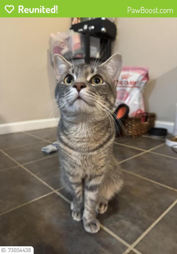 Reunited Male Cat last seen N Harrison St, 16th St, Arlington, VA 22205