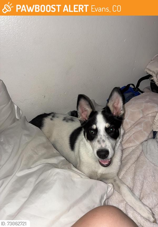 Found/Stray Female Dog last seen 23rd ave, Evans, CO 80620
