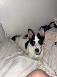 Found/Stray Female Dog last seen 23rd ave, Evans, CO 80620