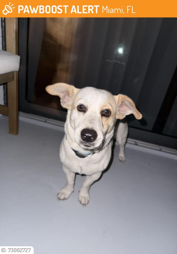 Found/Stray Male Dog last seen NW 7th St and NW 12th Ave, near LoanDepot Park area, Miami, FL 33136