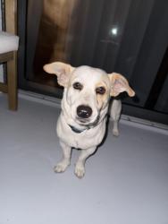 Found/Stray Male Dog last seen NW 7th St and NW 12th Ave, near LoanDepot Park area, Miami, FL 33136