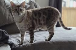 Lost Male Cat last seen Mayfield rd and Veterans dr, Brampton, ON L7A 5A7