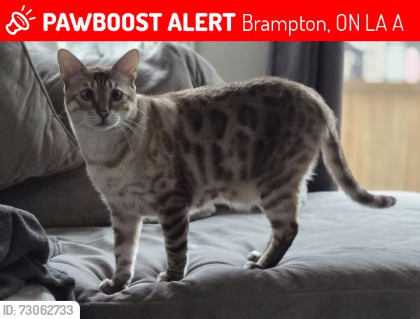Lost Male Cat last seen Mayfield rd and Veterans dr, Brampton, ON L7A 5A7