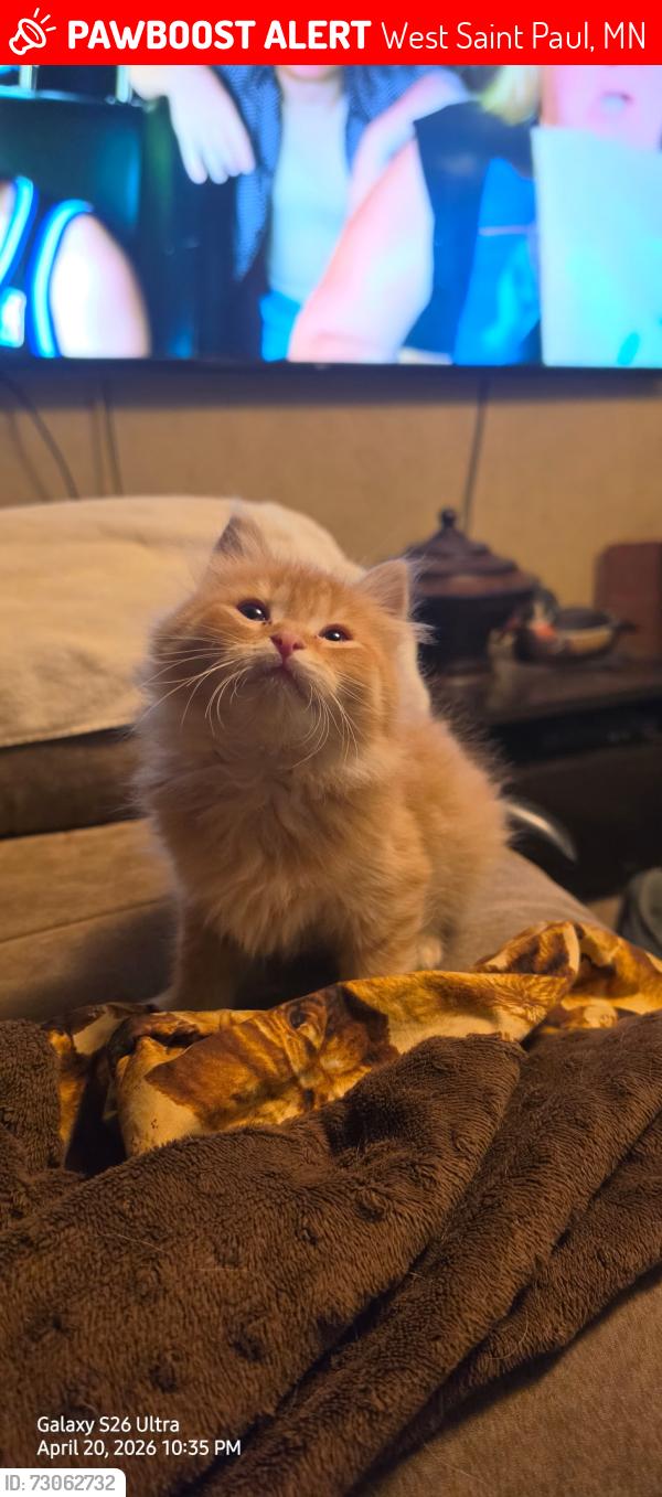 Lost Female Cat last seen Oakdale & Arion st, West Saint Paul, MN 55118