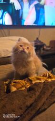 Lost Female Cat last seen Oakdale & Arion st, West Saint Paul, MN 55118